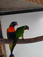 Rainbow Lori's, Dieren en Toebehoren, Mannelijk, Papegaai