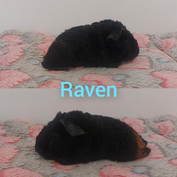 US Teddy beer met stamboom, Dieren en Toebehoren, Knaagdieren, Mannelijk, Cavia, December, Tam