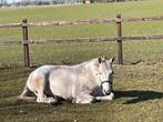 Weidemaatje gezocht voor onze pony