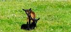 Dwerggeiten, Dieren en Toebehoren, Schapen, Geiten en Varkens, Vrouwelijk, Geit, 0 tot 2 jaar
