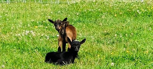 Dwerggeiten, Dieren en Toebehoren, Schapen, Geiten en Varkens, Geit, Vrouwelijk, 0 tot 2 jaar