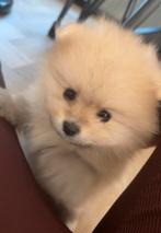 Pomeriaan pups, Dieren en Toebehoren, Honden | Poolhonden, Keeshonden en Oertypen, Keeshond, Reu, CDV (hondenziekte), 8 tot 15 weken