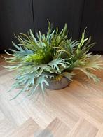 Kunst Hertshoorn in Pottery Pots Schaal, Overige soorten, In pot, Minder dan 100 cm, Groene kamerplant