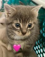 Schattige boerderijkittens zoeken forever home, Dieren en Toebehoren, Katten en Kittens | Overige Katten, Meerdere dieren, 0 tot 2 jaar