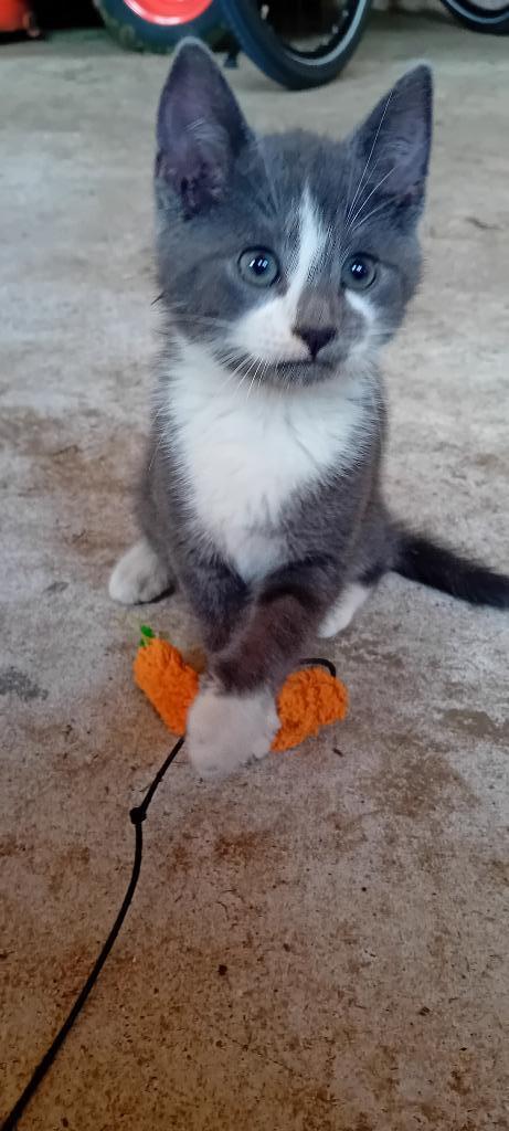 boerderij kittens (8), Dieren en Toebehoren, Katten en Kittens | Overige Katten, Kortharig, Meerdere dieren, 0 tot 2 jaar
