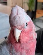 Tamme Rosé kaketoe, vrouw, Dieren en Toebehoren, Vogels | Parkieten en Papegaaien, Vrouwelijk, Papegaai, Tam