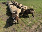 Bonte dekrammen, Dieren en Toebehoren, Schapen, Geiten en Varkens, Mannelijk, Schaap