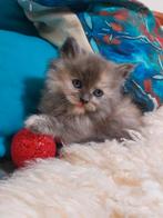 SUPERLIEVE Britse Langhaar/Maine Coon kruising kittens., Dieren en Toebehoren, Katten en Kittens | Raskatten | Langhaar, Meerdere dieren