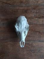 Damhert hinde schedel gewei, Ophalen of Verzenden, Wild dier, Schedel