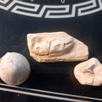 zeeegeltjes krab haai fossieltjes, Ophalen of Verzenden, Mineraal