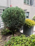 T.E.A.B. - Voor de handige tuinier: twee coniferenboompjes, Tuin en Terras, Planten | Bomen, Ophalen, Bloeit niet, Halfschaduw