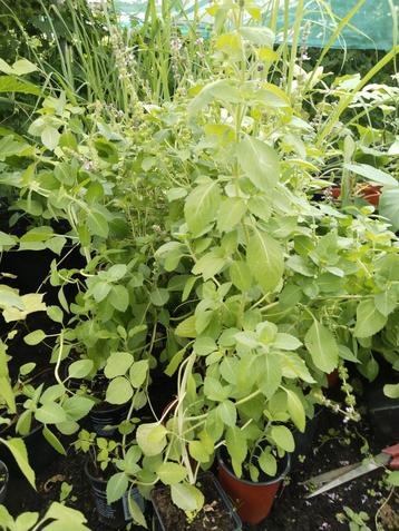 Thaise basilicum planten 1,50 per plant. beschikbaar voor biedingen