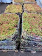 Sedum matten ,tegels er uit groen blijvend er in €20,00 pst, Ophalen of Verzenden, Overige soorten, Volle zon