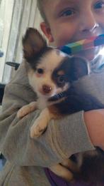 3 langharige  chiuahua.s alle 3 jongens zoeken een nieuw hui, Dieren en Toebehoren, Honden | Chihuahua's en Gezelschapshonden