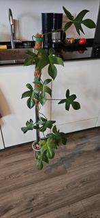 Philodendron Florida Green, Ophalen, Halfschaduw, 100 tot 150 cm