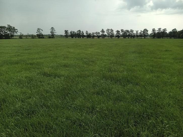 Kuil, ronde balen, Dieren en Toebehoren, Dierenvoeding, Vee, Ophalen of Verzenden