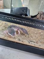 0.1 luipaardgekko, Dieren en Toebehoren, Reptielen en Amfibieën, Hagedis, 0 tot 2 jaar