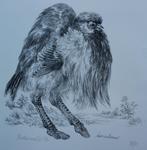 Peter Vos - Litho: Struthio camelus(struisvogel) - 1972, Antiek en Kunst, Ophalen of Verzenden