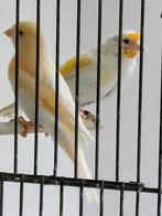 Putter Satinet pop van voorjaar 2025, Dieren en Toebehoren, Vogels | Overige Vogels, Vrouwelijk, Wildzangvogel