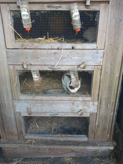 Hok plus konijn, Dieren en Toebehoren, Konijnen, Groot, Meerdere dieren