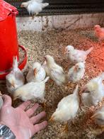Witte leghorn haantjes, Dieren en Toebehoren, Mannelijk, Kip