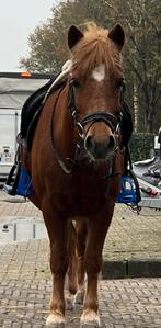 Hele brave men en kinderpony voor 5* huisje, Dieren en Toebehoren, Pony's, L, B pony (1.17m tot 1.27m), 11 jaar of ouder, Recreatiepony