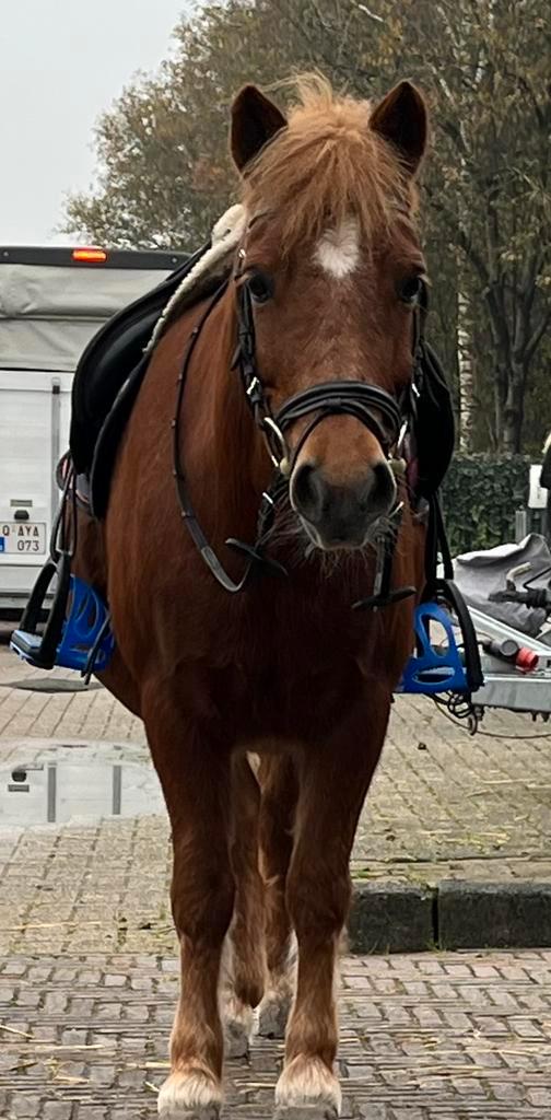 Hele brave men en kinderpony voor 5* thuis aangepaste prijs!, Dieren en Toebehoren, Pony's, Merrie, L, B pony (1.17m tot 1.27m)