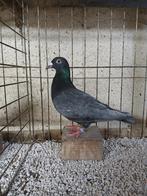 Postduiv andalusier blauw, Dieren en Toebehoren, Vrouwelijk, Postduif