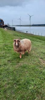 Drents heideschaap ooi en gecastreerde ram. Samen weg!, Meerdere dieren, Schaap