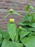 Phlomis vaste plant vanaf half Mei, Zomer, Vaste plant, Overige soorten, Ophalen