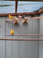 Te koop kanaries, Dieren en Toebehoren, Meerdere dieren, Kleurkanarie