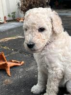 Labradoodle pups, Dieren en Toebehoren, Rabiës (hondsdolheid), Overige rassen, 8 tot 15 weken, Meerdere