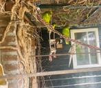 Kakariki, Dieren en Toebehoren, Vogels | Parkieten en Papegaaien, Meerdere dieren, Parkiet