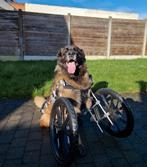 Rolstoel hond, voorpoten, Dieren en Toebehoren, Honden-accessoires, Ophalen, Zo goed als nieuw