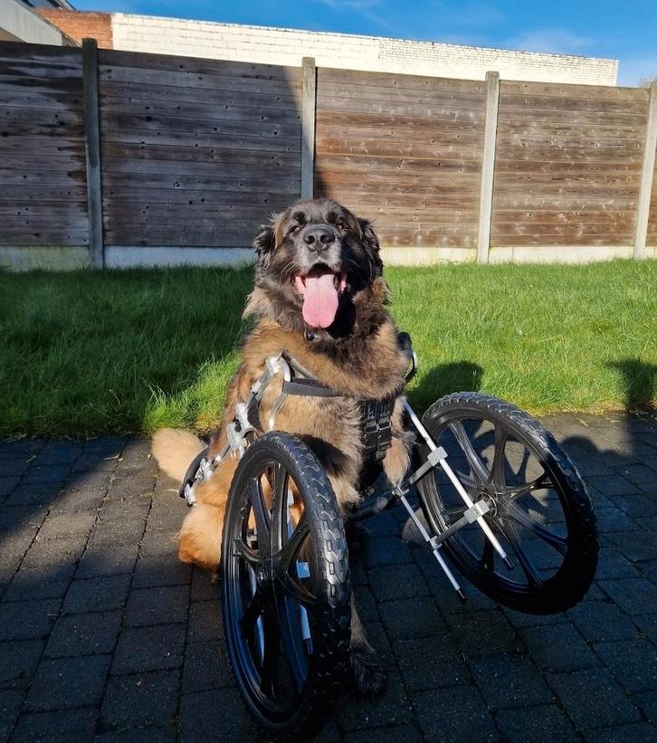 Rolstoel hond, voorpoten, Dieren en Toebehoren, Honden-accessoires, Zo goed als nieuw, Ophalen