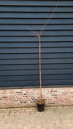 Prunus subhirtella 'Autumnalis Rosea' 🌺🌿(roze sierkers), Ophalen, Lente, Volle zon, Overige soorten