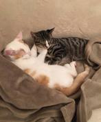 Baasje gezocht voor 2 lieve katers, Dieren en Toebehoren, Katten en Kittens | Overige Katten, Kater