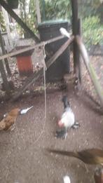 Pluimvee, Dieren en Toebehoren, Pluimvee, Mannelijk, Kip