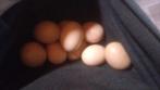 Broedeieren of comupsie., Dieren en Toebehoren, Pluimvee, Geslacht onbekend, Kip