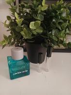 Hollister-canyon rush (sample), Ophalen of Verzenden, Nieuw