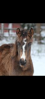 Mega bewegende D- NRPS 3jarige merrie v Geronimo Taonga, Merrie, 3 tot 6 jaar