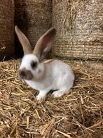 Lotharinger konijn groot soort, Dieren en Toebehoren, Konijnen, Mannelijk, Groot, 0 tot 2 jaar