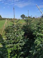 Kerstbomen Nordmann – Vroegboekkorting!!, Tuin en Terras, Planten | Bomen, Overige soorten, 100 tot 250 cm, Zomer, Ophalen