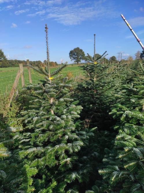 Kerstbomen Nordmann – Vroegboekkorting!!, Tuin en Terras, Planten | Bomen, Overige soorten, 100 tot 250 cm, Volle zon, Zomer, Ophalen