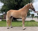 haflingermerrie en meerdere, Dieren en Toebehoren, 3 tot 6 jaar, Onbeleerd, Recreatiepony, Gechipt