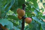 Abrikozenboom Prunus armeniaca 'Tros Oranje', Lente, Overige soorten, Volle zon, In pot