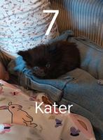 Maincoon kittens, Dieren en Toebehoren