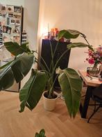 Strelitzia Nicolai - Paradijsvogelplant, Ophalen, Halfschaduw, 200 cm of meer