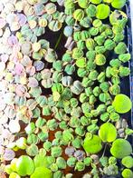 Valisneria / taiwanese lelie / red root floater drijfplant, Ophalen, Nieuw, Plant(en), Steen of Hout