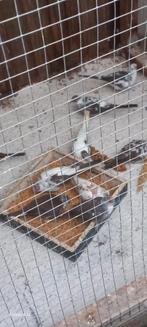 Diamantduiven, Dieren en Toebehoren, Vogels | Duiven, Meerdere dieren, Overige soorten